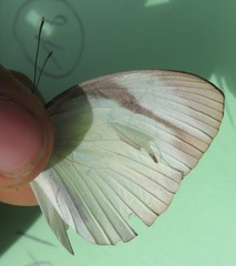 Itaballia demophile centralis