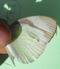 Itaballia demophile centralis