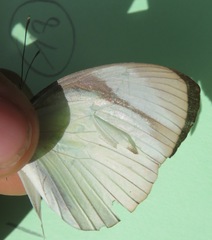 Itaballia demophile centralis