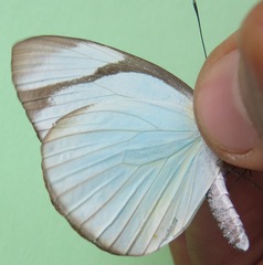 Itaballia demophile centralis