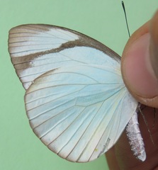 Itaballia demophile centralis