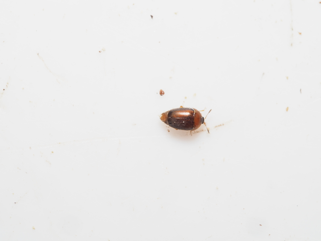 Sericoderus brevicornis