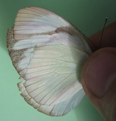 Itaballia demophile centralis