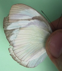 Itaballia demophile centralis