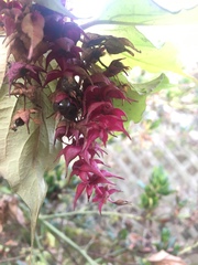 Leycesteria