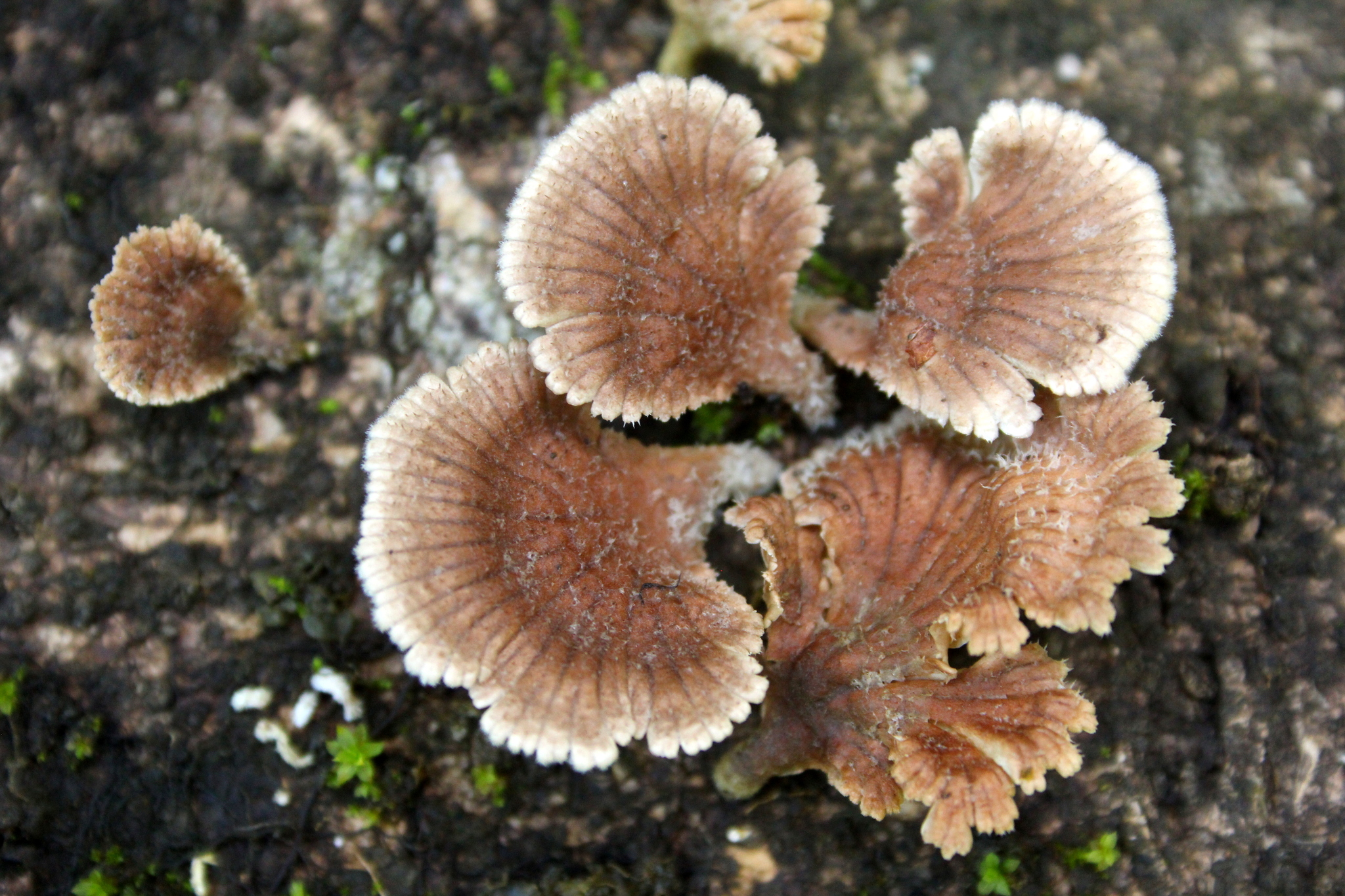 Schizophyllum umbrinum image