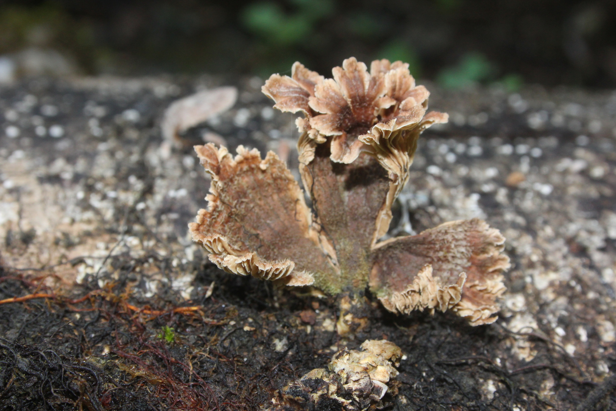 Schizophyllum umbrinum image