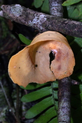 Mycobonia flava