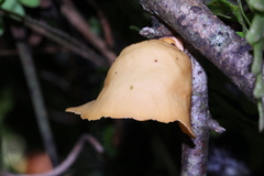 Mycobonia flava