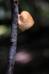 Mycobonia flava