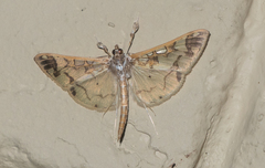 Polythlipta
