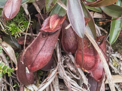 Nepenthes tentaculata