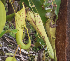 Nepenthes chaniana