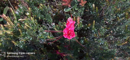 Bejaria resinosa image