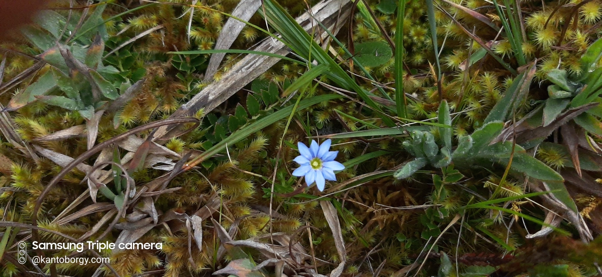 Gentiana sedifolia image