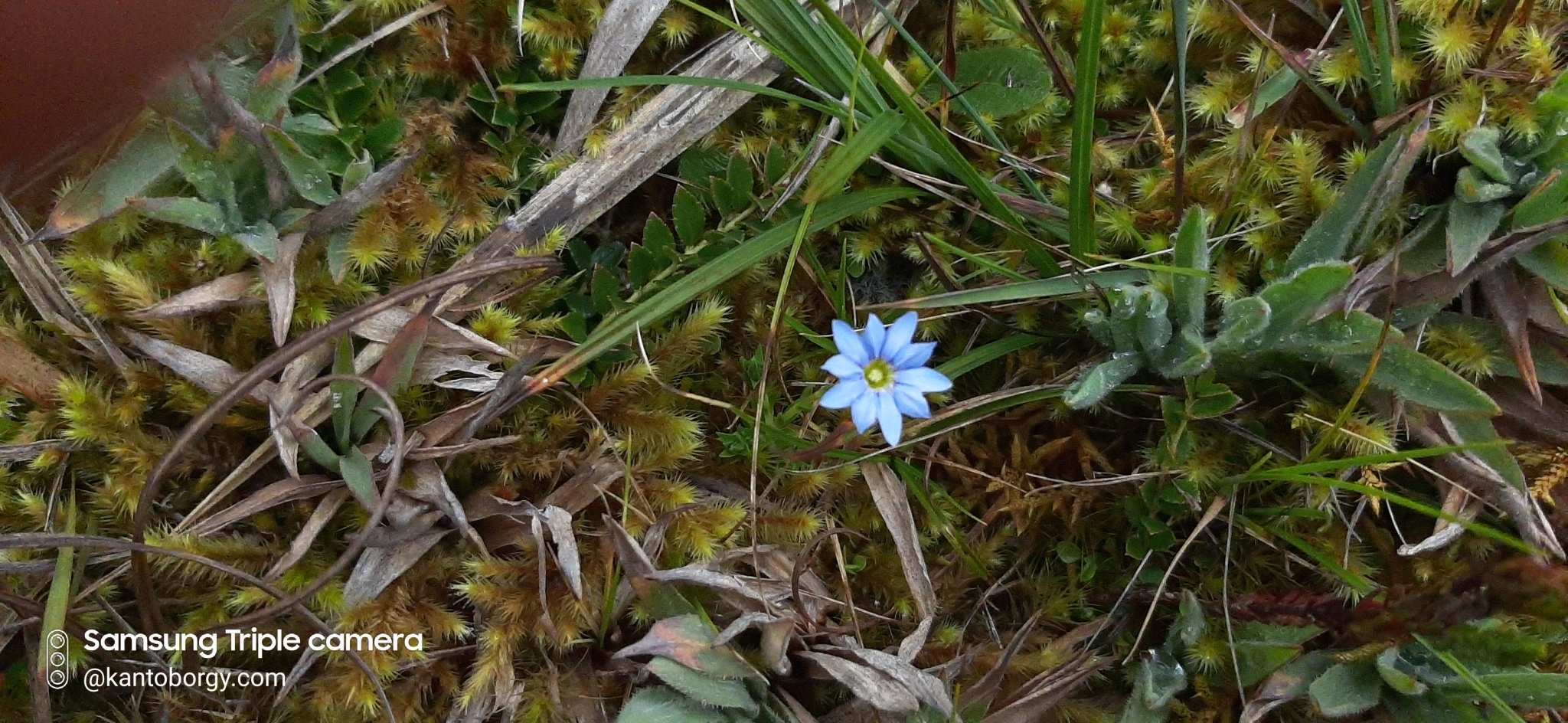 Gentiana sedifolia image