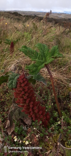 Gunneraceae image