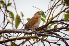 Pale-Breasted Spinetail photo 2