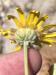 Ursinia abrotanifolia