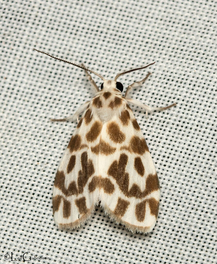 Adites mindanensis