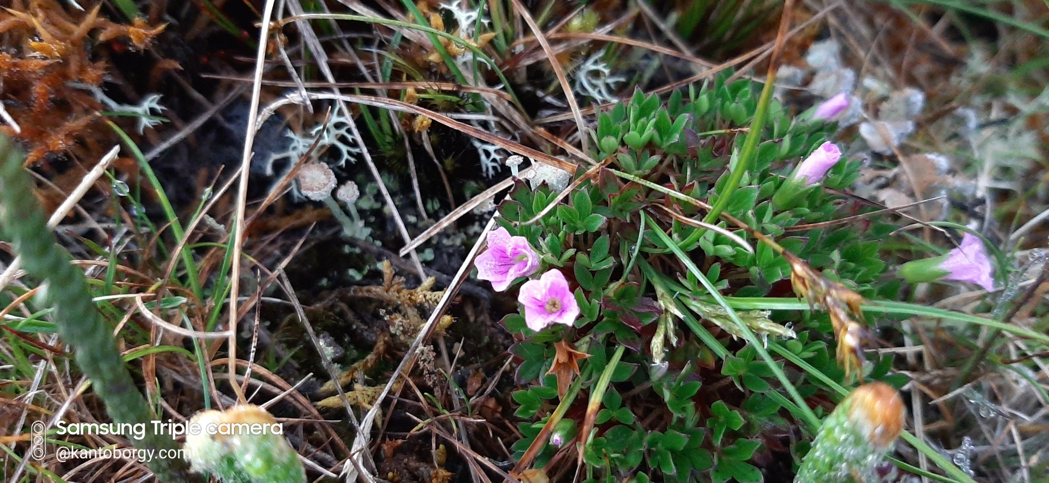 Geraniaceae image