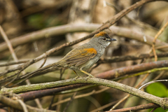Pale-Breasted Spinetail photo 3