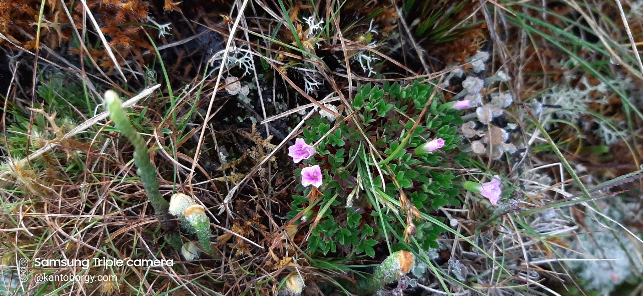 Geranium sibbaldioides image