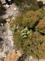 Ursinia abrotanifolia