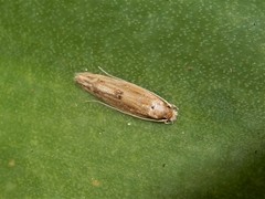 Amphixystis hapsimacha