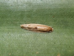 Amphixystis hapsimacha