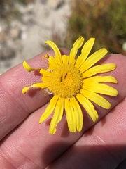 Ursinia abrotanifolia