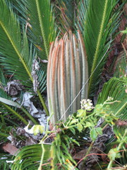 Cycas revoluta