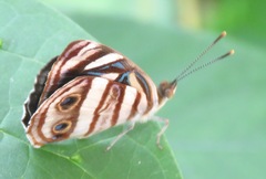 Dynamine postverta mexicana