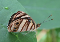 Dynamine postverta mexicana