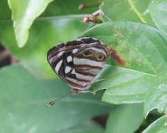 Dynamine postverta mexicana