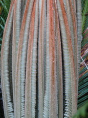 Cycas revoluta