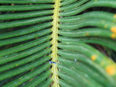 Cycas revoluta