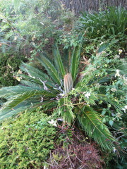 Cycas revoluta
