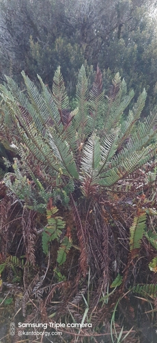 Lomariocycas aurata image