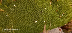 Xenophyllum humile image