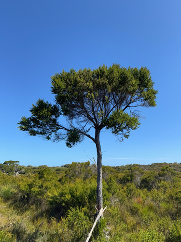 Juniper myrtle (Taxandria juniperina)