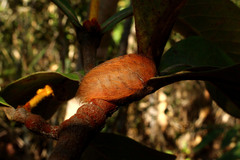 Megalopyge braulio