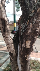 Plectrocarpa carrapo