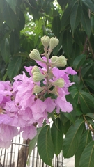 Lagerstroemia speciosa