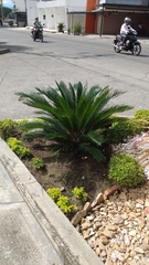 Cycas revoluta