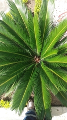 Cycas revoluta