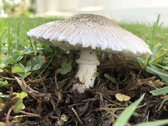 Leucoagaricus barssii