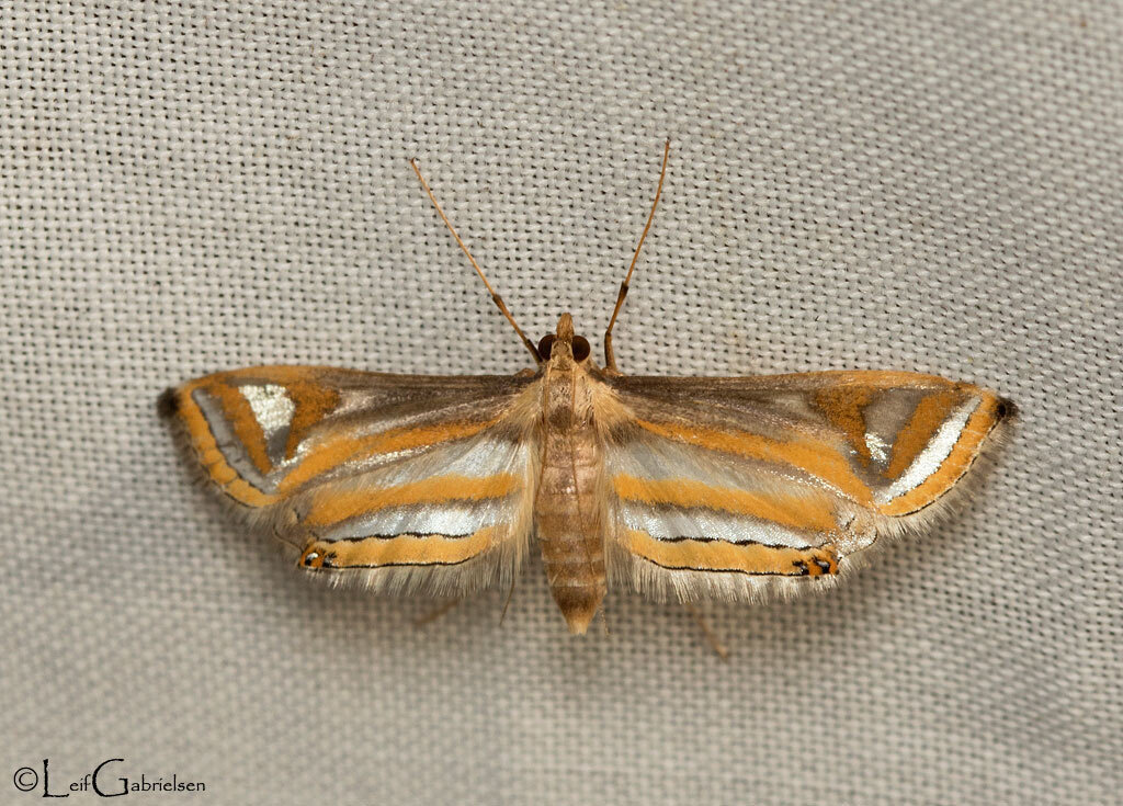 Eoophyla cervinalis