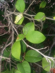 Coccoloba jimenezii