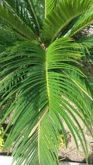 Cycas revoluta